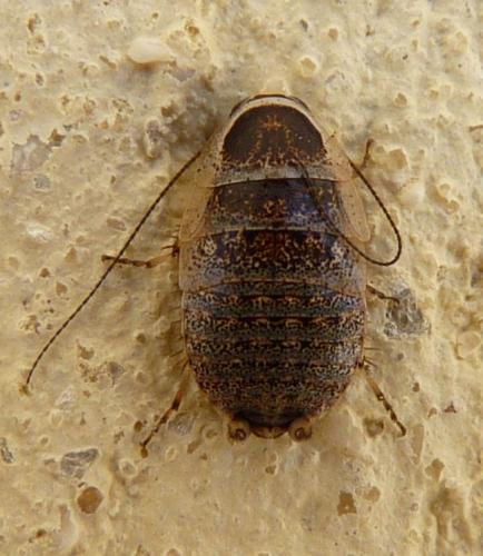 Réf. 340 296 : Phyllodromica subaptera